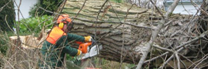 s�ge_baum